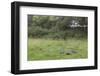 Badger (Meles Meles) Family Feeding in Long Grass Near to their Sett, Dorset, England, UK, July-Bertie Gregory-Framed Photographic Print