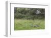 Badger (Meles Meles) Family Feeding in Long Grass Near to their Sett, Dorset, England, UK, July-Bertie Gregory-Framed Photographic Print