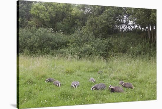 Badger (Meles Meles) Family Feeding in Long Grass Near to their Sett, Dorset, England, UK, July-Bertie Gregory-Stretched Canvas