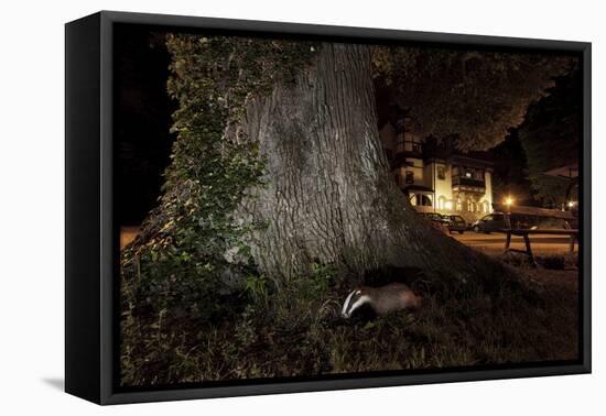 Badger (Meles Meles) Foraging by a Tree Near Buildings. Freiburg Im Breisgau, Germany, May-Klaus Echle-Framed Stretched Canvas