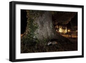 Badger (Meles Meles) Foraging by a Tree Near Buildings. Freiburg Im Breisgau, Germany, May-Klaus Echle-Framed Photographic Print