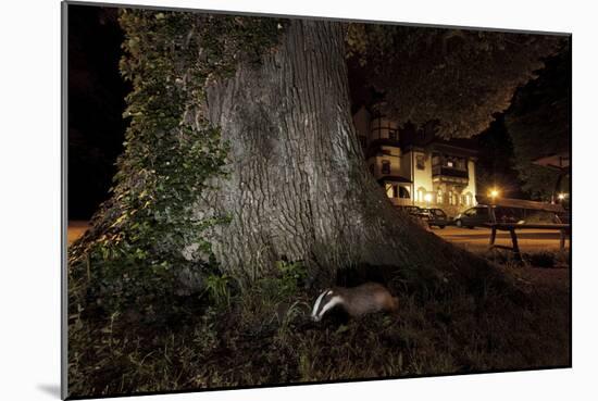 Badger (Meles Meles) Foraging by a Tree Near Buildings. Freiburg Im Breisgau, Germany, May-Klaus Echle-Mounted Photographic Print