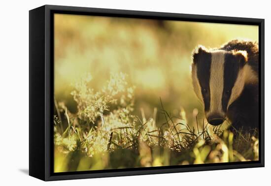 Badger (Meles Meles) Sub-Adult Backlit in Evening Light, Derbyshire, UK-Andrew Parkinson-Framed Stretched Canvas