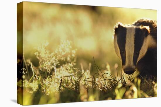 Badger (Meles Meles) Sub-Adult Backlit in Evening Light, Derbyshire, UK-Andrew Parkinson-Stretched Canvas