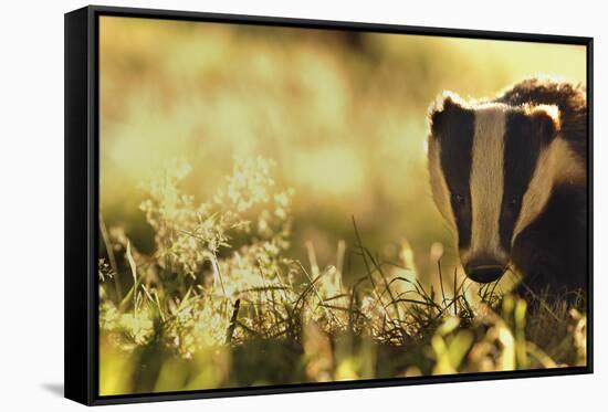 Badger (Meles Meles) Sub-Adult Backlit in Evening Light, Derbyshire, UK-Andrew Parkinson-Framed Stretched Canvas