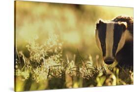 Badger (Meles Meles) Sub-Adult Backlit in Evening Light, Derbyshire, UK-Andrew Parkinson-Stretched Canvas