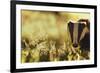 Badger (Meles Meles) Sub-Adult Backlit in Evening Light, Derbyshire, UK-Andrew Parkinson-Framed Photographic Print