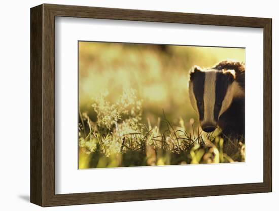 Badger (Meles Meles) Sub-Adult Backlit in Evening Light, Derbyshire, UK-Andrew Parkinson-Framed Photographic Print