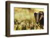 Badger (Meles Meles) Sub-Adult Backlit in Evening Light, Derbyshire, UK-Andrew Parkinson-Framed Photographic Print