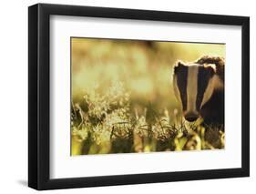 Badger (Meles Meles) Sub-Adult Backlit in Evening Light, Derbyshire, UK-Andrew Parkinson-Framed Photographic Print