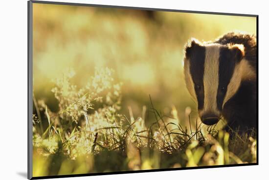 Badger (Meles Meles) Sub-Adult Backlit in Evening Light, Derbyshire, UK-Andrew Parkinson-Mounted Photographic Print