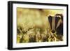 Badger (Meles Meles) Sub-Adult Backlit in Evening Light, Derbyshire, UK-Andrew Parkinson-Framed Photographic Print