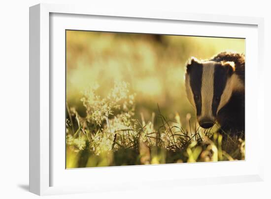 Badger (Meles Meles) Sub-Adult Backlit in Evening Light, Derbyshire, UK-Andrew Parkinson-Framed Photographic Print