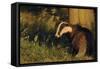 Badger (Meles Meles) Sub-Adult Beside Tree, Derbyshire, UK-Andrew Parkinson-Framed Stretched Canvas