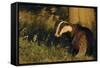 Badger (Meles Meles) Sub-Adult Beside Tree, Derbyshire, UK-Andrew Parkinson-Framed Stretched Canvas