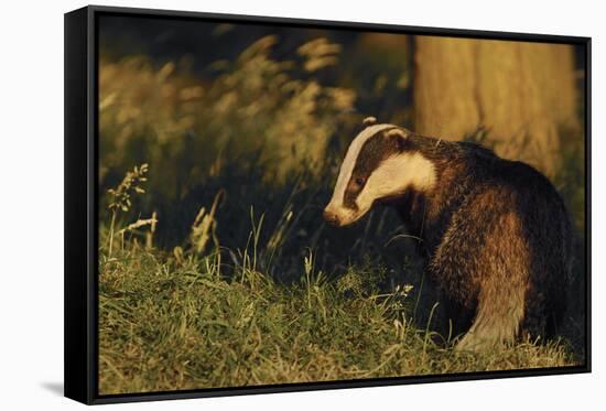 Badger (Meles Meles) Sub-Adult Beside Tree, Derbyshire, UK-Andrew Parkinson-Framed Stretched Canvas