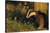 Badger (Meles Meles) Sub-Adult Beside Tree, Derbyshire, UK-Andrew Parkinson-Stretched Canvas