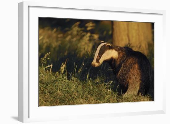 Badger (Meles Meles) Sub-Adult Beside Tree, Derbyshire, UK-Andrew Parkinson-Framed Photographic Print