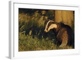 Badger (Meles Meles) Sub-Adult Beside Tree, Derbyshire, UK-Andrew Parkinson-Framed Photographic Print