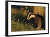 Badger (Meles Meles) Sub-Adult Beside Tree, Derbyshire, UK-Andrew Parkinson-Framed Photographic Print