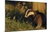 Badger (Meles Meles) Sub-Adult Beside Tree, Derbyshire, UK-Andrew Parkinson-Mounted Photographic Print