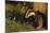 Badger (Meles Meles) Sub-Adult Beside Tree, Derbyshire, UK-Andrew Parkinson-Mounted Photographic Print