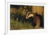 Badger (Meles Meles) Sub-Adult Beside Tree, Derbyshire, UK-Andrew Parkinson-Framed Photographic Print