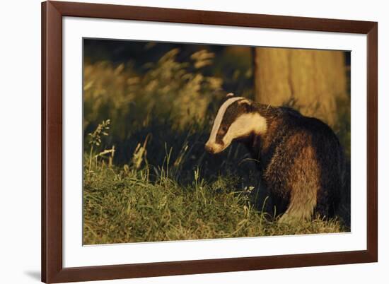 Badger (Meles Meles) Sub-Adult Beside Tree, Derbyshire, UK-Andrew Parkinson-Framed Photographic Print