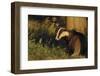 Badger (Meles Meles) Sub-Adult Beside Tree, Derbyshire, UK-Andrew Parkinson-Framed Photographic Print