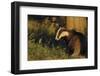 Badger (Meles Meles) Sub-Adult Beside Tree, Derbyshire, UK-Andrew Parkinson-Framed Photographic Print