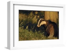 Badger (Meles Meles) Sub-Adult Beside Tree, Derbyshire, UK-Andrew Parkinson-Framed Photographic Print