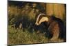 Badger (Meles Meles) Sub-Adult Beside Tree, Derbyshire, UK-Andrew Parkinson-Mounted Photographic Print