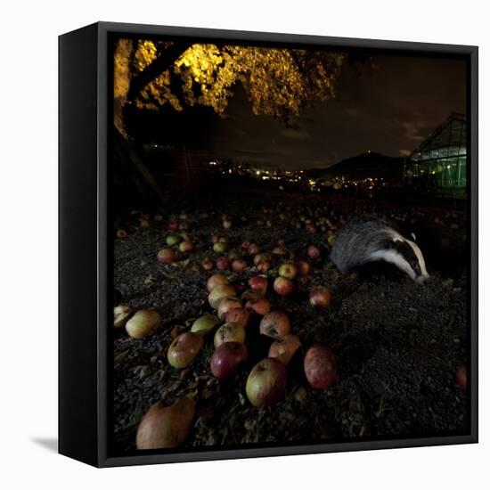 Badger (Meles Meles) under a Garden Apple Tree at Night. Freiburg Im Breisgau, Germany, November-Klaus Echle-Framed Stretched Canvas