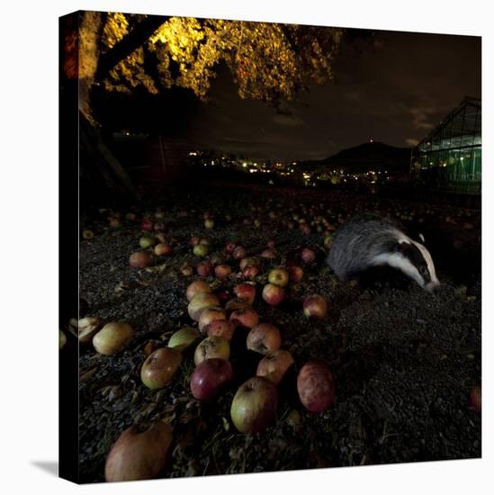 Badger (Meles Meles) under a Garden Apple Tree at Night. Freiburg Im Breisgau, Germany, November-Klaus Echle-Stretched Canvas