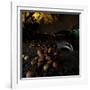 Badger (Meles Meles) under a Garden Apple Tree at Night. Freiburg Im Breisgau, Germany, November-Klaus Echle-Framed Photographic Print