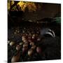 Badger (Meles Meles) under a Garden Apple Tree at Night. Freiburg Im Breisgau, Germany, November-Klaus Echle-Mounted Photographic Print