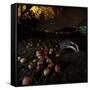 Badger (Meles Meles) under a Garden Apple Tree at Night. Freiburg Im Breisgau, Germany, November-Klaus Echle-Framed Stretched Canvas