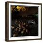 Badger (Meles Meles) under a Garden Apple Tree at Night. Freiburg Im Breisgau, Germany, November-Klaus Echle-Framed Photographic Print