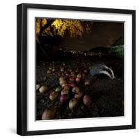 Badger (Meles Meles) under a Garden Apple Tree at Night. Freiburg Im Breisgau, Germany, November-Klaus Echle-Framed Photographic Print