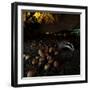 Badger (Meles Meles) under a Garden Apple Tree at Night. Freiburg Im Breisgau, Germany, November-Klaus Echle-Framed Photographic Print