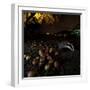 Badger (Meles Meles) under a Garden Apple Tree at Night. Freiburg Im Breisgau, Germany, November-Klaus Echle-Framed Photographic Print