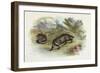 Badger, Naturalist's Lib-null-Framed Art Print