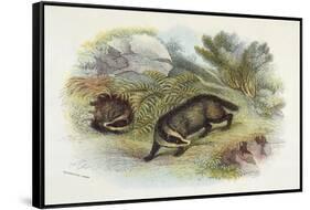 Badger, Naturalist's Lib-null-Framed Stretched Canvas