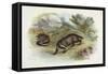 Badger, Naturalist's Lib-null-Framed Stretched Canvas