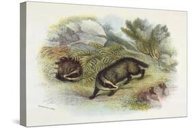 Badger, Naturalist's Lib-null-Stretched Canvas