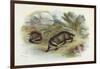 Badger, Naturalist's Lib-null-Framed Art Print