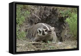 Badger near Den-DLILLC-Framed Stretched Canvas