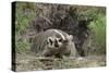 Badger near Den-DLILLC-Stretched Canvas