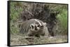Badger near Den-DLILLC-Framed Stretched Canvas