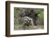 Badger near Den-DLILLC-Framed Photographic Print